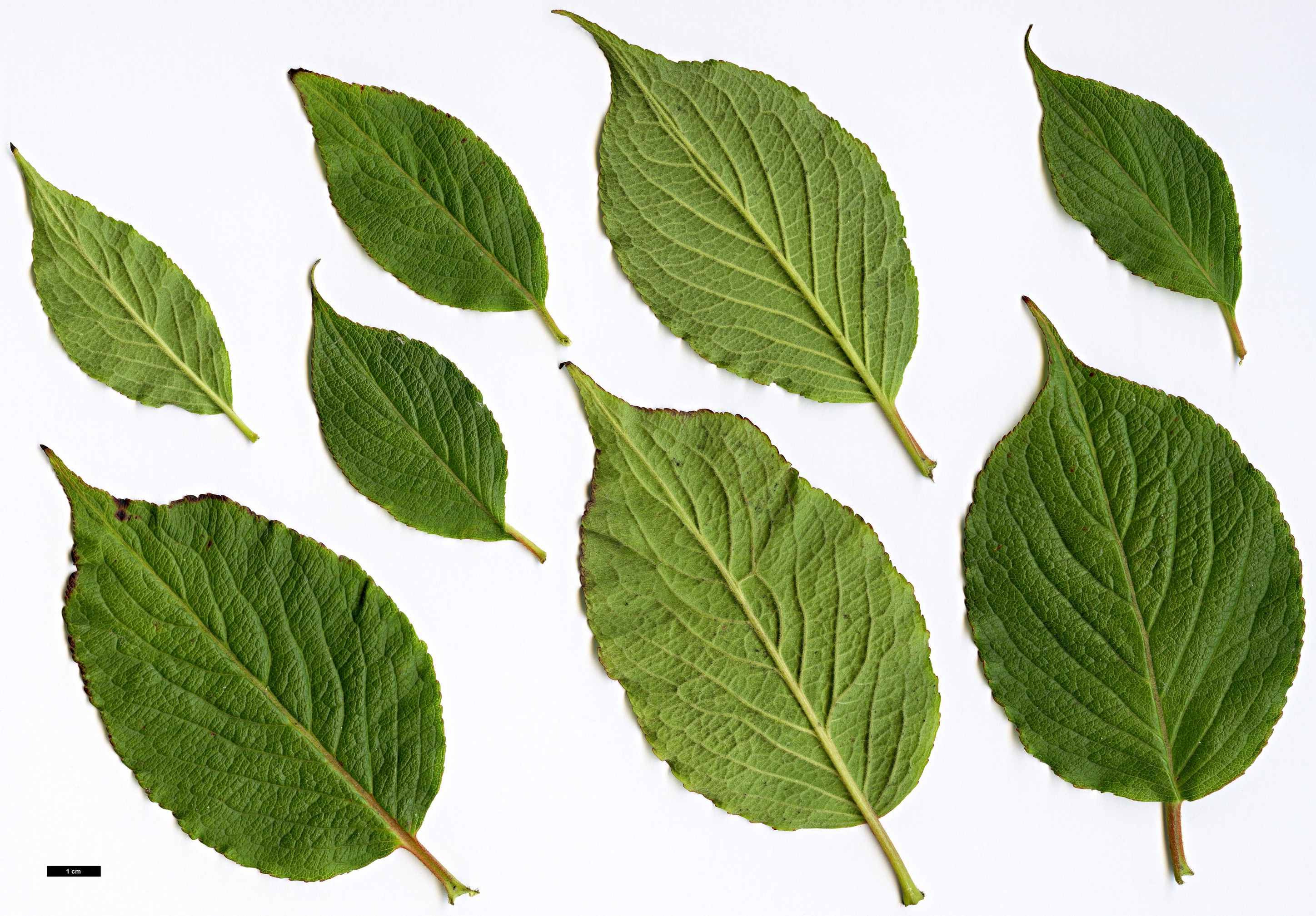 High resolution image: Family: Caprifoliaceae - Genus: Weigela - Taxon: japonica - SpeciesSub: var. sinica